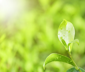 Wall Mural - earth day concept:natural green plants landscape using as a background or wallpaper