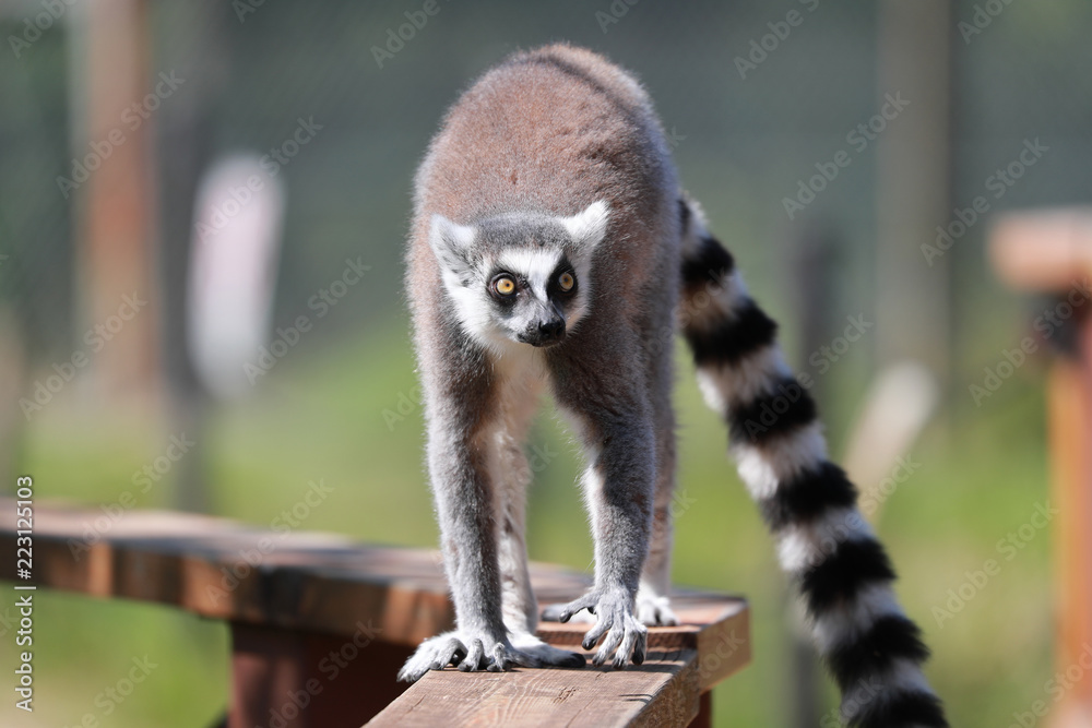 ワオキツネザル キツネザル サル 猿 さる の Stock フォト
