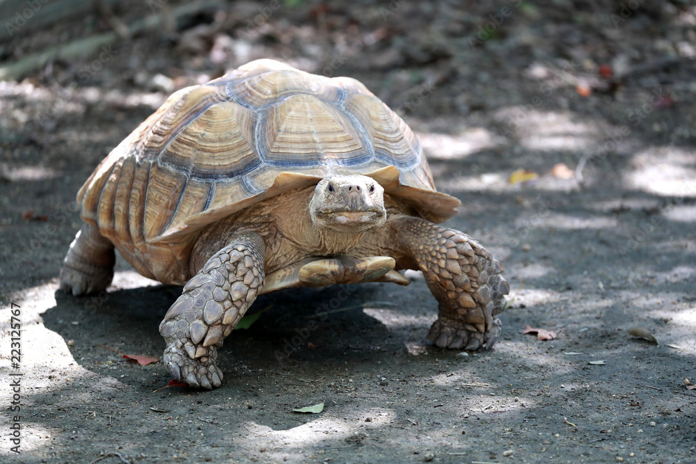 ゾウs・m 亀 Amazon | BACALYSO | 博物志 ピンタゾウガメ 30cm級 亀 カメ