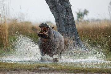 aggressive hippo male attacking the car. huge hippo male intimidating the opponent. wild animal in t