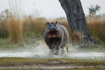 aggressive hippo male attacking the car. huge hippo male intimidating the opponent. wild animal in t
