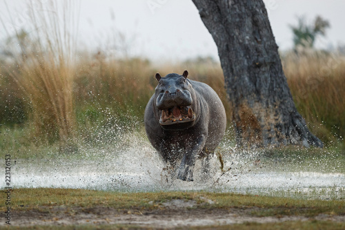 Photographie Aggressive hippo male attacking the car