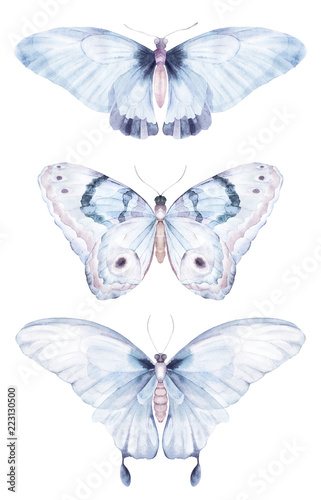 Watercolor butterfly. Natural isolated insect set on white background. Hand d...