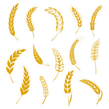 Set Of Simple Wheats Ears Icons And Grain Design Elements For Beer, Organic Wheats Local Farm Fresh Food, Bakery Themed Wheat Design, Grain, Beer Elements, Wheat Simple. Vector Illustration