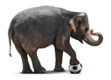 Elephant Playing Soccer