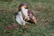 Large African snail for cosmetology