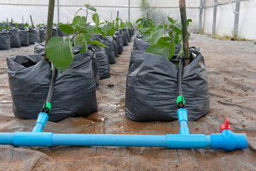 Canvas Print - cape gooseberries growing in greenhouse plant nursery with drip water irrigation