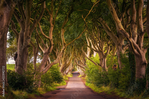 Fotografía The Dark Hedges in Northern Ireland at sunset