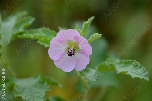 淡いピンク色の小さい花 アオイ科アニソドンテア Stock Photo Adobe Stock