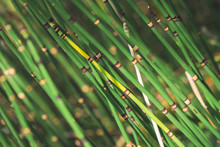 Horsetail Grass Grow In Sunlight. Jointed Stems Of Puzzletail Grass Close Up. Green Equisetum In Sunny Light On Bokeh Background. Bright Detailed Natural Texture Of Snake Grass With Copy Space.