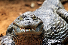 Close Up Portrait Of A Spectacled Caiman (Caiman Crocodilus), Also Known As The White Caiman Or Common Caiman
