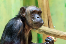 Beautiful Portrait Of The Common Chimpanzee (Pan Troglodytes), Aka The Robust Chimpanzee, A Species Of Great Ape
