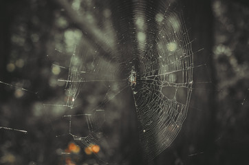 wildlife in the forest