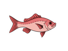 Red Snapper Fish Illustration