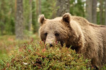 Wall Mural - Brown bear eating berries, blueberries