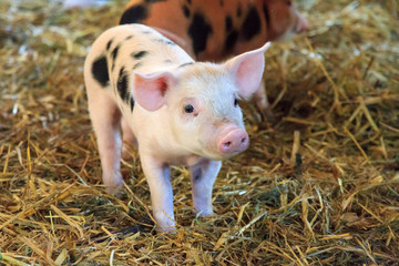 Very cute little newborn piggy pig (sus scrofa) in a petting zoo in the Netherlands