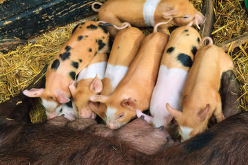 Wall Mural - A group of hungry new born piglets drinking milk from their mother in a children's farm in the Netherlands