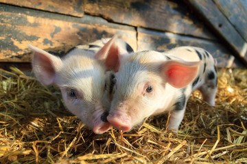 Wall Mural - Very cute little newborn piggy pigs (sus scrofa) in a petting zoo in the Netherlands