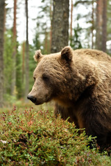 Wall Mural - brown bear portrait with blueberries