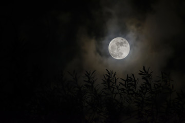 olive leaves with full moon background