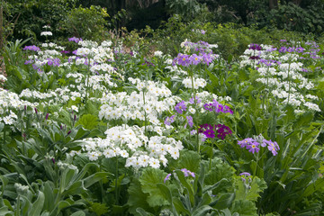 Wall Mural - Sydney Australia, garden bed of  primula flowers in bloom