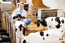 Veterinarian Inspecting Calves In Dairy Farm