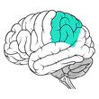 Parietal lobe of human brain anatomy side view flat