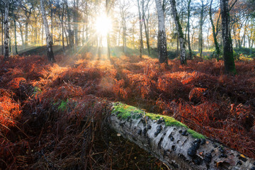 Wall Mural - Beautiful mysterious morning sunrise in autumn in a forest in the Netherlands with vibrant red and brown ferns and birch trees