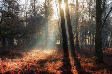 Wall Mural - Beautiful mysterious morning sunrise in autumn in a forest in the Netherlands with vibrant red and brown ferns and birch trees