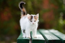 Adorable Colorful Kitten Standing On A Bench