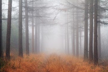 Wall Mural - Beautiful mysterious lane in autumn in a forest in the Netherlands with morning fog and vibrant leafs