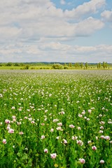 Wall Mural - White poppies field at the edge of Prague