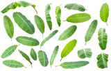 Fototapeta Sypialnia - banana leaf.Isolated on white background with clipping path.