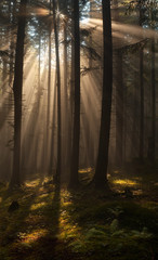 Sun rays in woods.