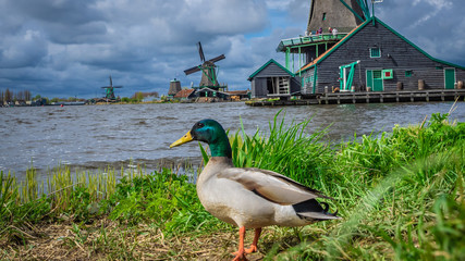 Wall Mural - Goose Lake View With Wind Turbine 