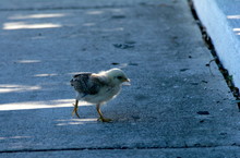 Why Did The Chicken Cross The Road? Key West, Florida