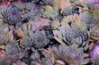 Succulent background colorful