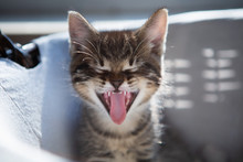 Kitten Yawning. 