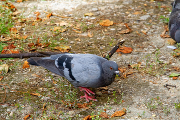 Wall Mural - pigeon