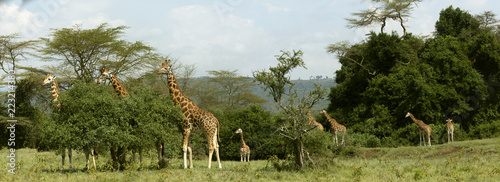Zdjęcie XXL Panoramiczny obraz z 8 żyrafami