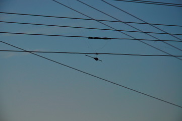 birds on a wire