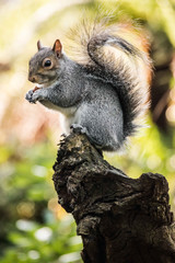 Wall Mural - Grey Squirrel