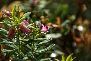 Green texture of raindrops on plant with pink flowers