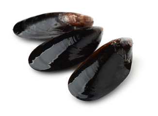 Three black whole shell mussels