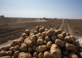 Poster - Potato harvest in field