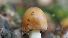 The Tawny Grisette Mushroom Covered In Mites