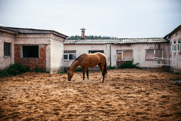 Wall Mural - Horse in the nature, horseback riding 