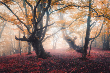 Plakat natura ścieżka krajobraz jesień