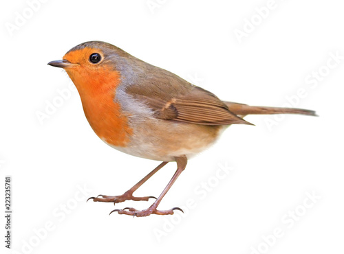 Cuadros en Lienzo Robin (Erithacus rubecula) isolated on white background