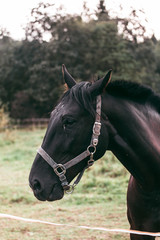 Sticker - Horse in the nature, horseback riding